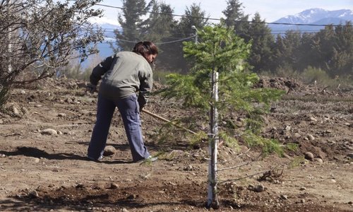 Por cada árbol que tires al construir, tenés que plantar tres autóctonos